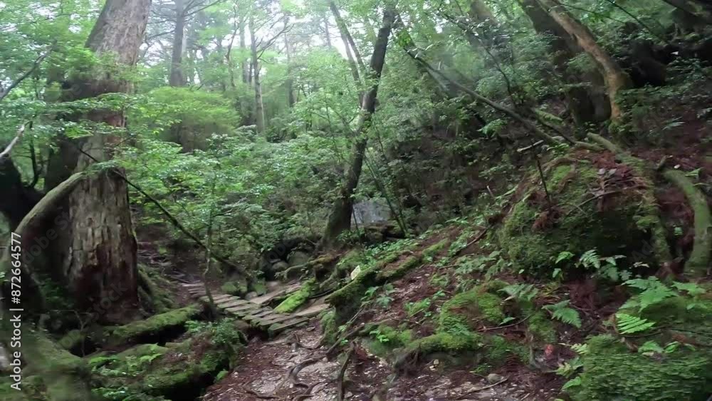 Yakusugi Land is a nature park populated by a number of yakusugi. The park is one of the most accessible places on Yakushima to see the ancient cedar trees. Yakusugi Land is a nature park populated by a number of yakusugi. The park is one of the most accessible places on Yakushima to see the ancient cedar trees.