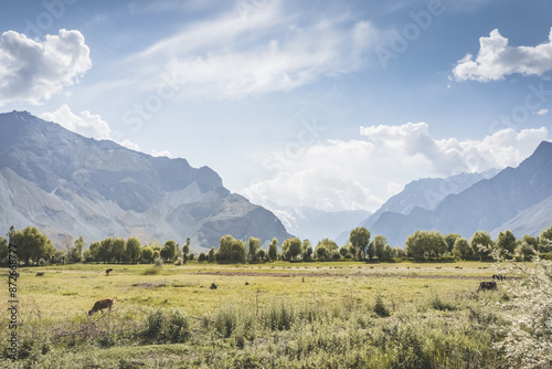 Panoramic landscape in Tien Shan mountains with fields, trees and high rocky peaks covered with snow and glaciers, on a sunny summer day in the highlands of the Pamirs