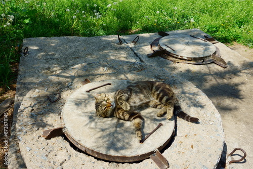 Cat basks in the sun. Homeless cat lies on a sewer hatch