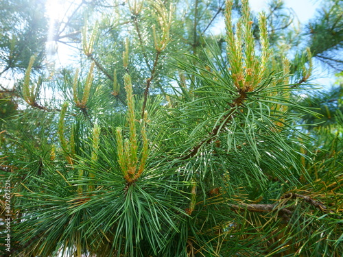 Young pine hoots with new needles in early spring against the background of the sky
