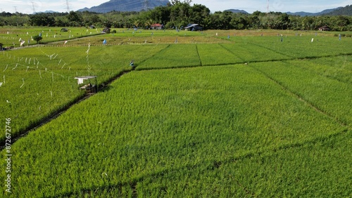 Kuching, Malaysia - July 4 2024: Aerial View of The Skuduk Paddy Field photo