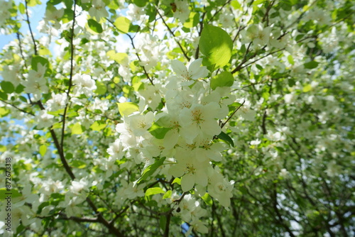 Spring white flowers on the branches of a wild apple tree