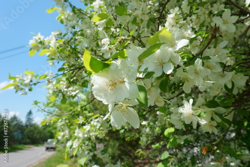 Spring white flowers on the branches of a wild apple tree. Blue sky and road in the background