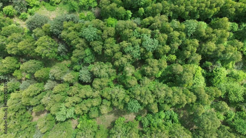 Aerial view of lush green forest and trees Aerial view of lush green forest and trees