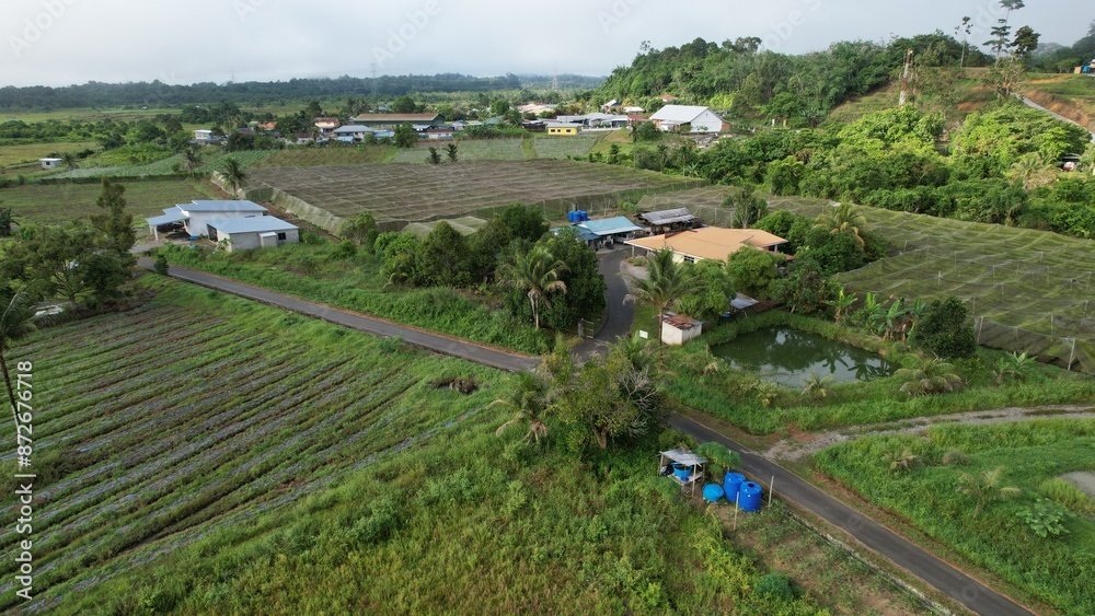 Kuching, Malaysia - July 4 2024: Aerial View of The Skuduk Paddy Field
