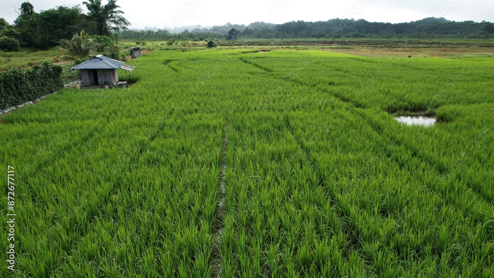 Fototapeta premium Kuching, Malaysia - July 4 2024: Aerial View of The Skuduk Paddy Field