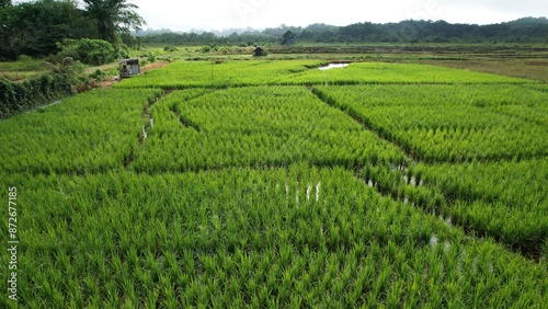 Kuching, Malaysia - July 4 2024: Aerial View of The Skuduk Paddy Field