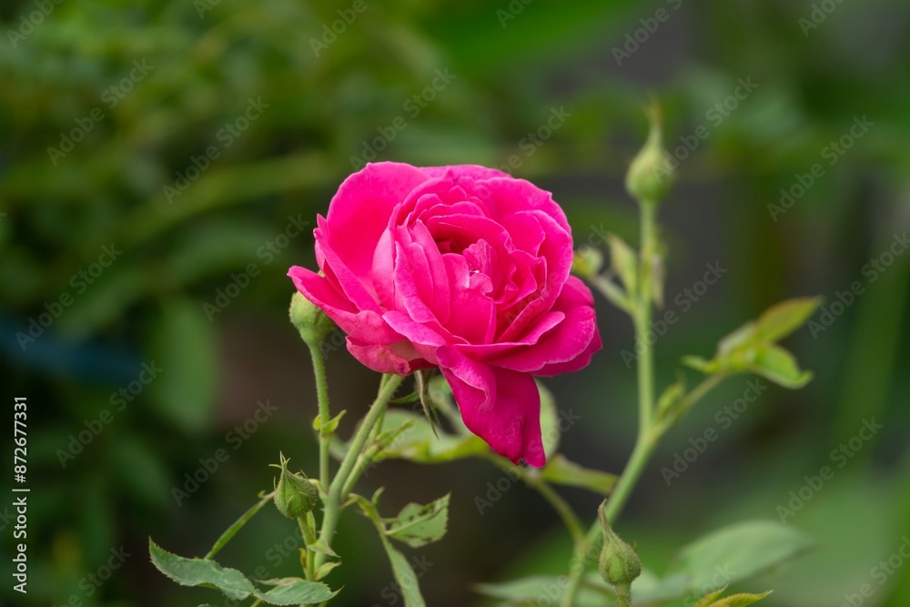 A beautiful pink flower is the main focus of the image A beautiful pink flower is the main focus of the image