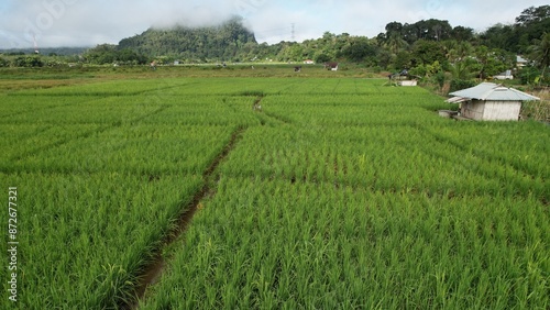 Kuching, Malaysia - July 4 2024: Aerial View of The Skuduk Paddy Field photo