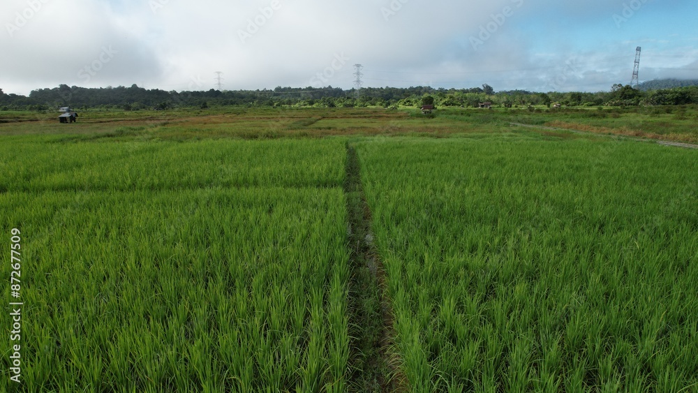 Obraz premium Kuching, Malaysia - July 4 2024: Aerial View of The Skuduk Paddy Field