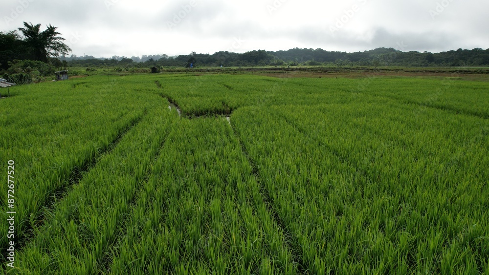 Kuching, Malaysia - July 4 2024: Aerial View of The Skuduk Paddy Field Kuching, Malaysia - July 4 2024: Aerial View of The Skuduk Paddy Field