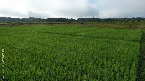 Kuching, Malaysia - July 4 2024: Aerial View of The Skuduk Paddy Field