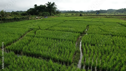 Kuching, Malaysia - July 4 2024: Aerial View of The Skuduk Paddy Field photo