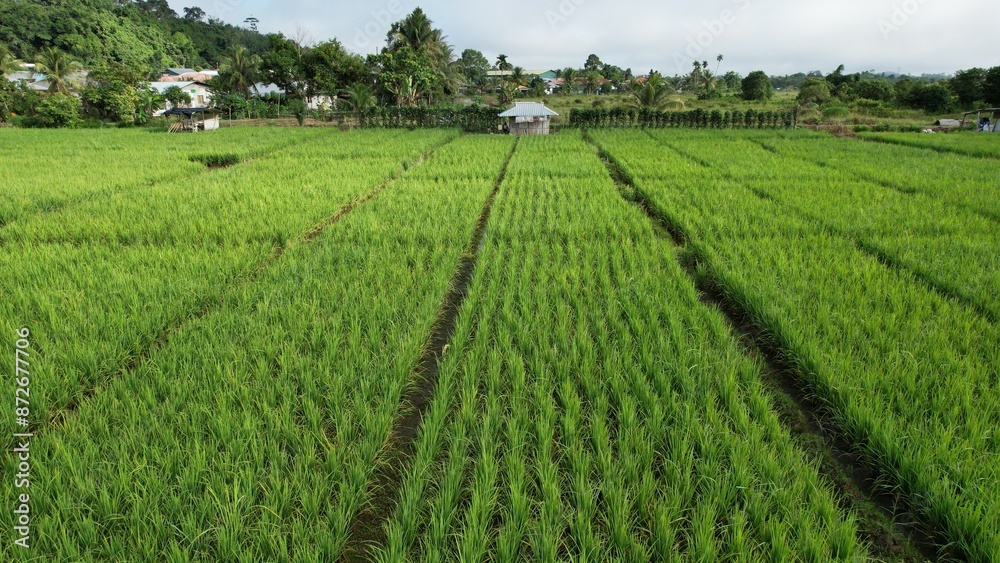 Kuching, Malaysia - July 4 2024: Aerial View of The Skuduk Paddy Field Kuching, Malaysia - July 4 2024: Aerial View of The Skuduk Paddy Field