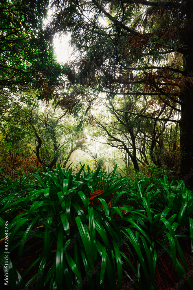 Magical misty green forest with waterfalls in Levada do Norte, Madeira island, Portugal. PR17 Pinaculo e Folhadal Magical misty green forest with waterfalls in Levada do Norte, Madeira island, Portugal. PR17 Pinaculo e Folhadal