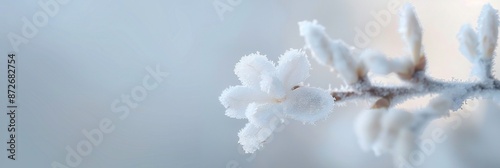 White winter honeysuckle (robai) on a frosty branch, light snow creating a peaceful setting, soft-focus background highlighting its fragrant and delicate beauty. photo