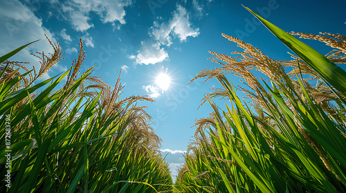 harvesting rice in the middle of an empty sky background