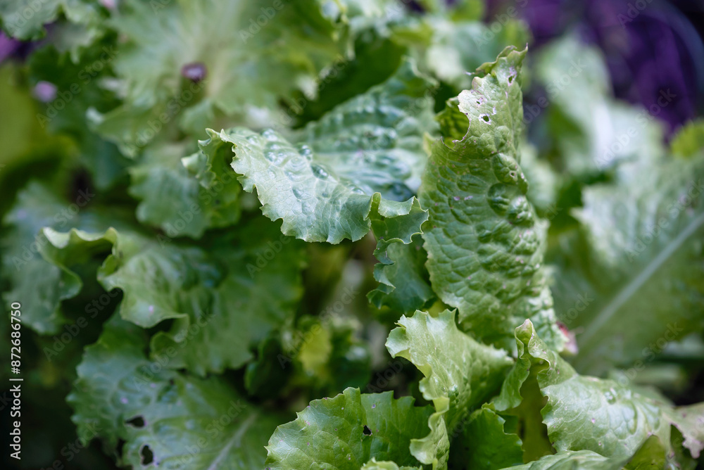 green fresh lettuce leaves close up green fresh lettuce leaves close up