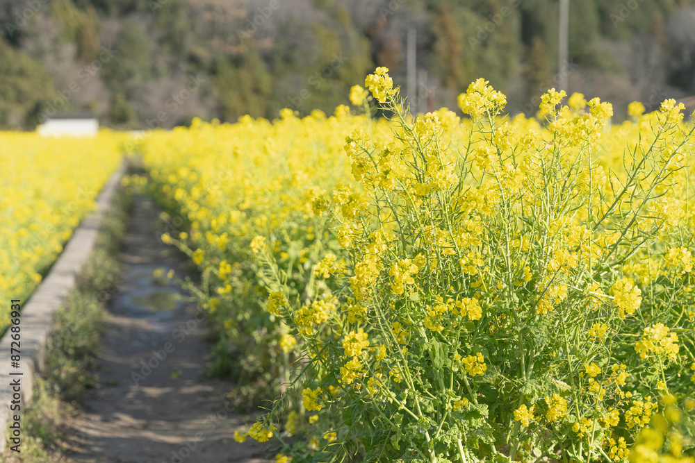 Obraz premium 福岡-【原鶴の菜の花】