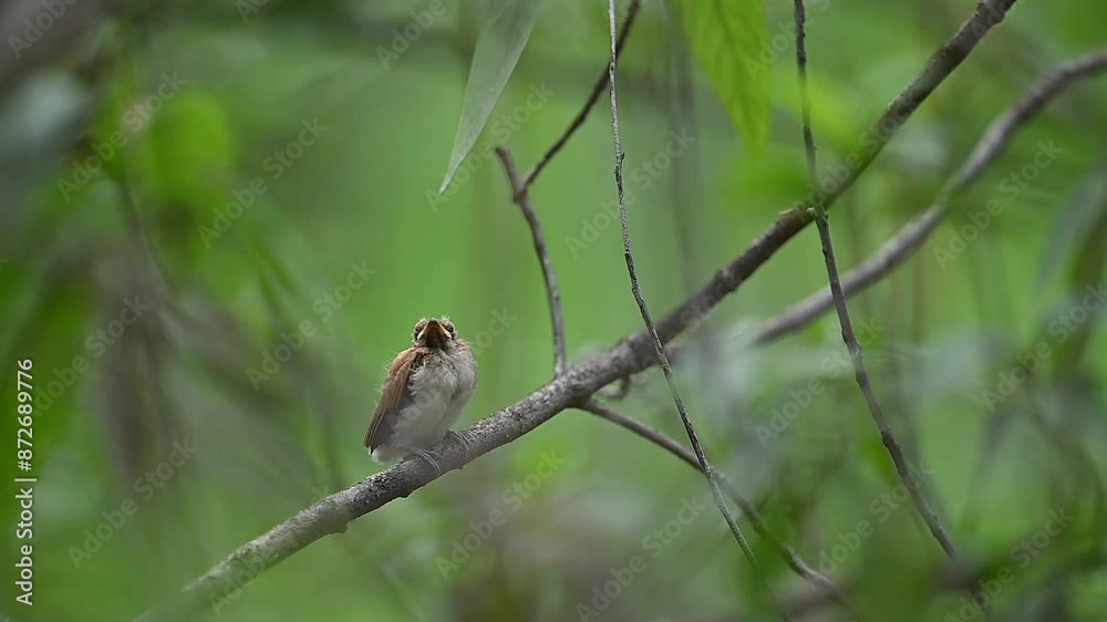 Chick of Indian Paradise Flycatcher is out for first time from nest Chick of Indian Paradise Flycatcher is out for first time from nest