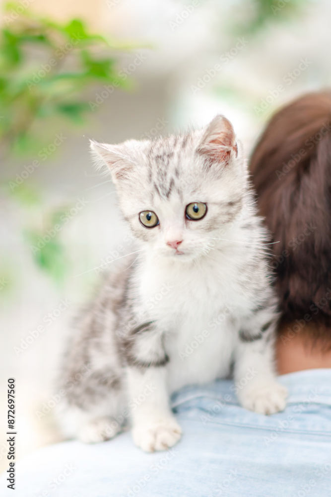 Adorable cat perched on owner's shoulder, Cute young silver tabby Scottish Fold cat Adorable cat perched on owner's shoulder, Cute young silver tabby Scottish Fold cat