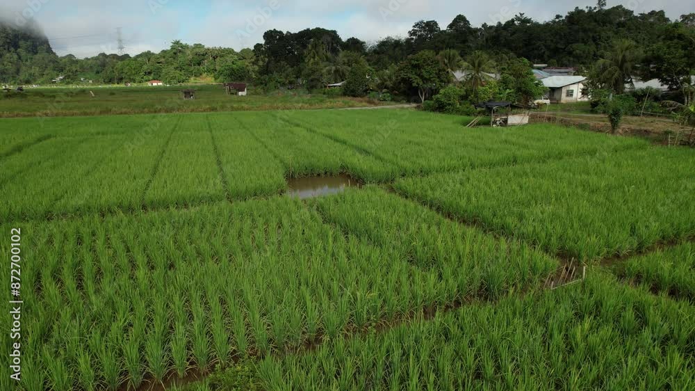 Kuching, Malaysia - July 4 2024: Aerial View of The Skuduk Paddy Field Kuching, Malaysia - July 4 2024: Aerial View of The Skuduk Paddy Field