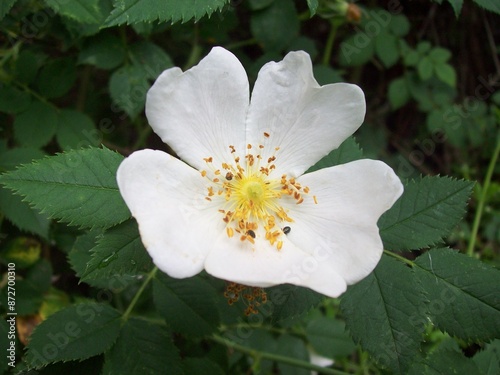 Flor con macro en los estanbres