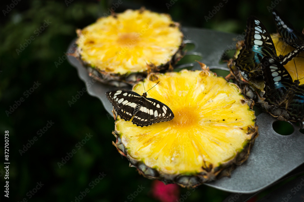 Naklejka premium Butterfly with bright wings on a piece of ripe pineapple