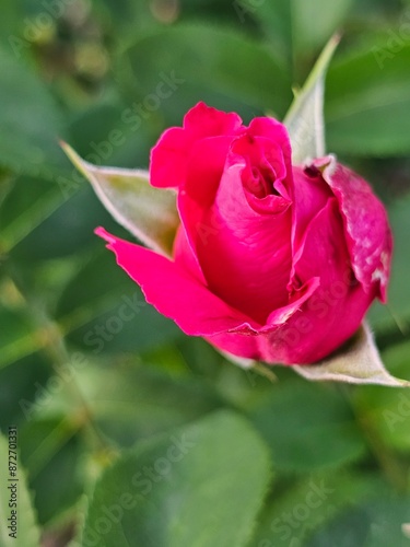 pink rose in garden,roses, roses in the garden, roses close-up
