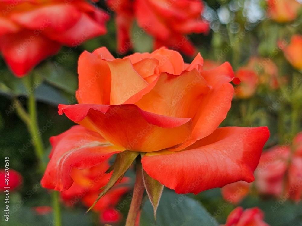 roses, roses in the garden, roses close-up roses, roses in the garden, roses close-up
