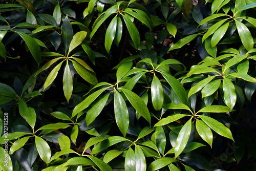 Detail of the leaves of Henry anise tree (Illicium henryi)