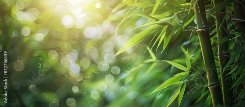 View of bamboo trunks with ...