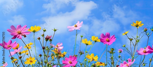 Pink and yellow cosmos flow...