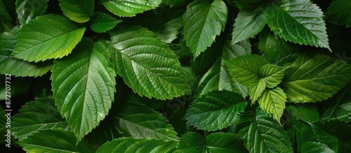 Background of lush green le...