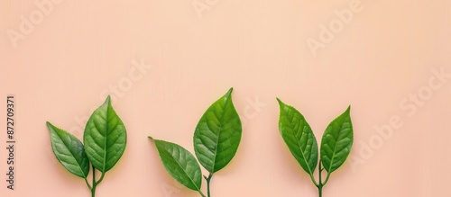 Three green, narrow leaves ...