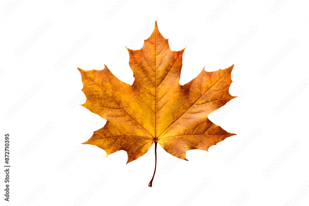 Autumn Maple Leaf on nsparent Background Autumn Maple Leaf on nsparent Background