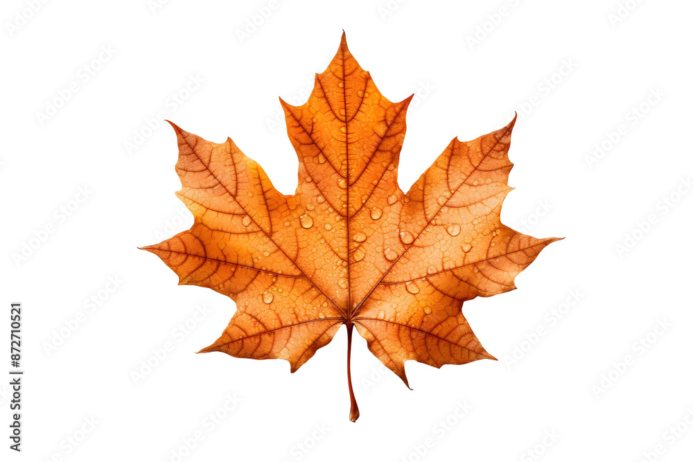Autumn Maple Leaf on nsparent Background Autumn Maple Leaf on nsparent Background