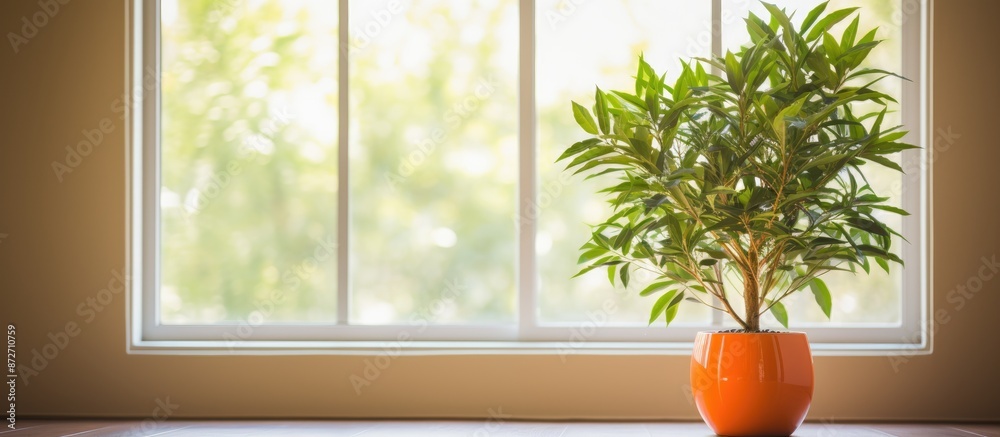 Indoor orange potted plant on wooden table in a living room with windows and mirror offers a colorful decoration and a suitable background or copy space image. Indoor orange potted plant on wooden table in a living room with windows and mirror offers a colorful decoration and a suitable background or copy space image.