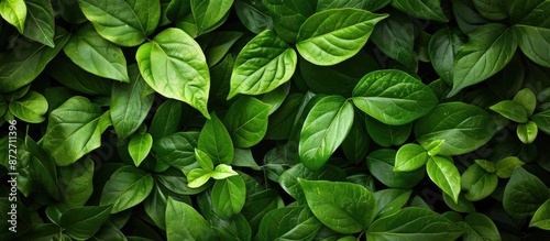 Background of lush green le...