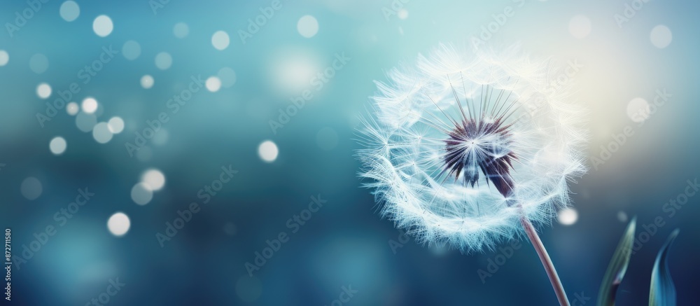 A dandelion seed covered in water droplets against a dreamy backdrop with a copy space image for your design, ideal for a web banner. A dandelion seed covered in water droplets against a dreamy backdrop with a copy space image for your design, ideal for a web banner.