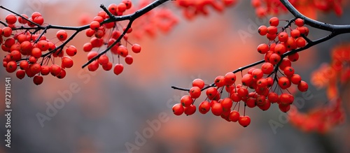 Red autumn leaves on black-...