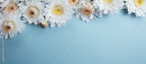 Chrysanthemum flowers on a ...