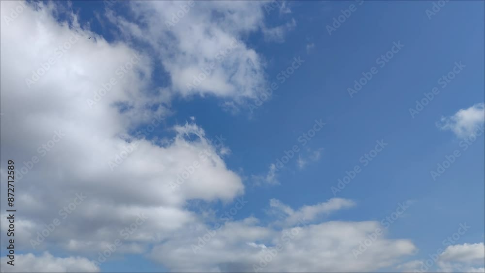 The birds soar through the sky in the morning The birds soar through the sky in the morning