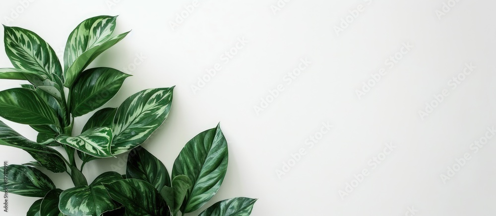 Green leaves contrast beautifully with a plain white backdrop, featuring white copy space to elaborate on indoor plant care. Green leaves contrast beautifully with a plain white backdrop, featuring white copy space to elaborate on indoor plant care.