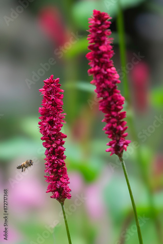 Kerzenknöterich (Bistorta amplexicaulis)