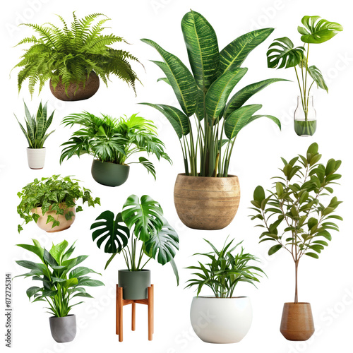 Indoor plant png element set, transparent background