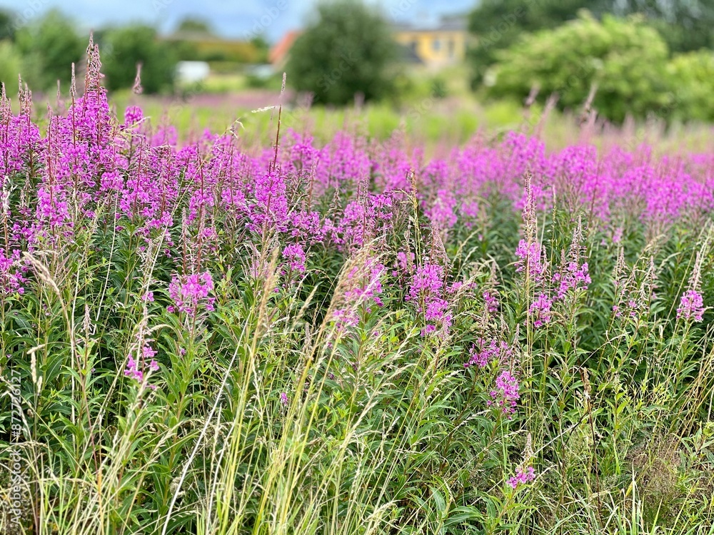 Φωτογραφία Vibrant field of pink wildflowers in full bloom with a blurred background of gre