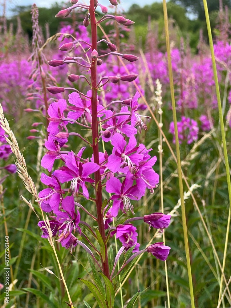 Φωτογραφία Close-up of vibrant purple wildflowers in a lush green meadow on a sunny day