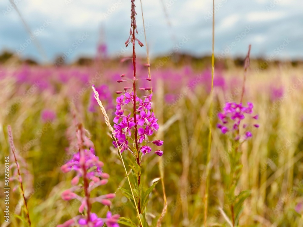 Φωτογραφία Close-up of vibrant purple wildflowers in a sunny field with a blurred backgroun