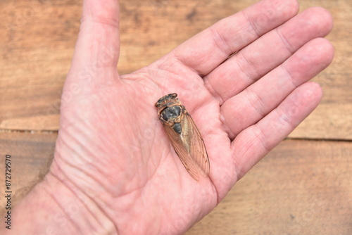 A man holds a dead cicada in the palm of his hand.